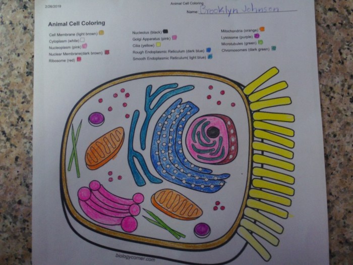 Animal cell coloring sheet answers