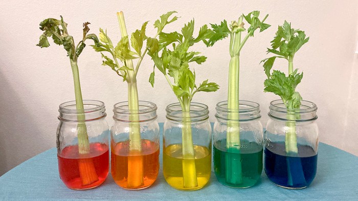 Celery and food coloring