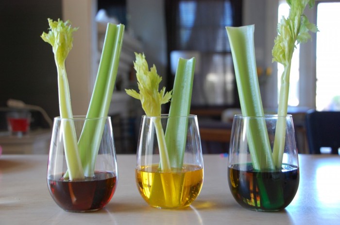 Celery experiment coloring food tubes science water stalk mombrite bottom knife drew leaves