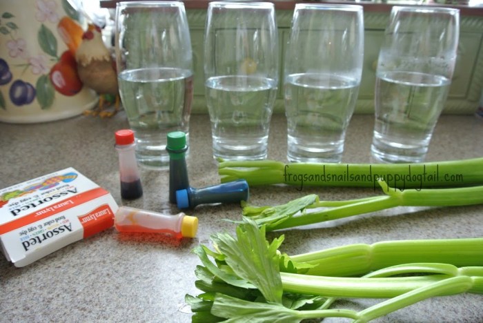 Celery and food coloring