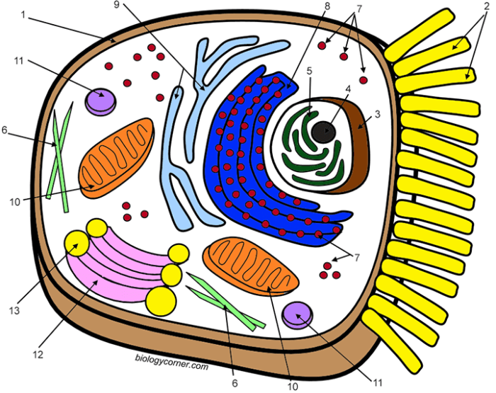 Animal cell coloring sheet answers